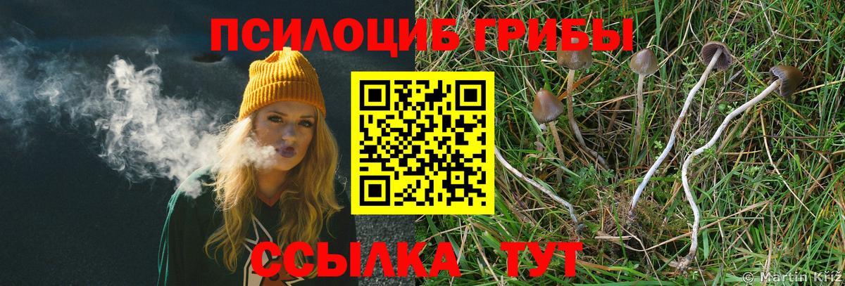 Псилоцибиновые грибы Psilocybe  Вход с VPN  Кубинка 