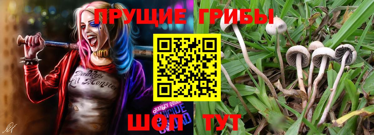 Галлюциногенные грибы Psilocybine cubensis Кубинка